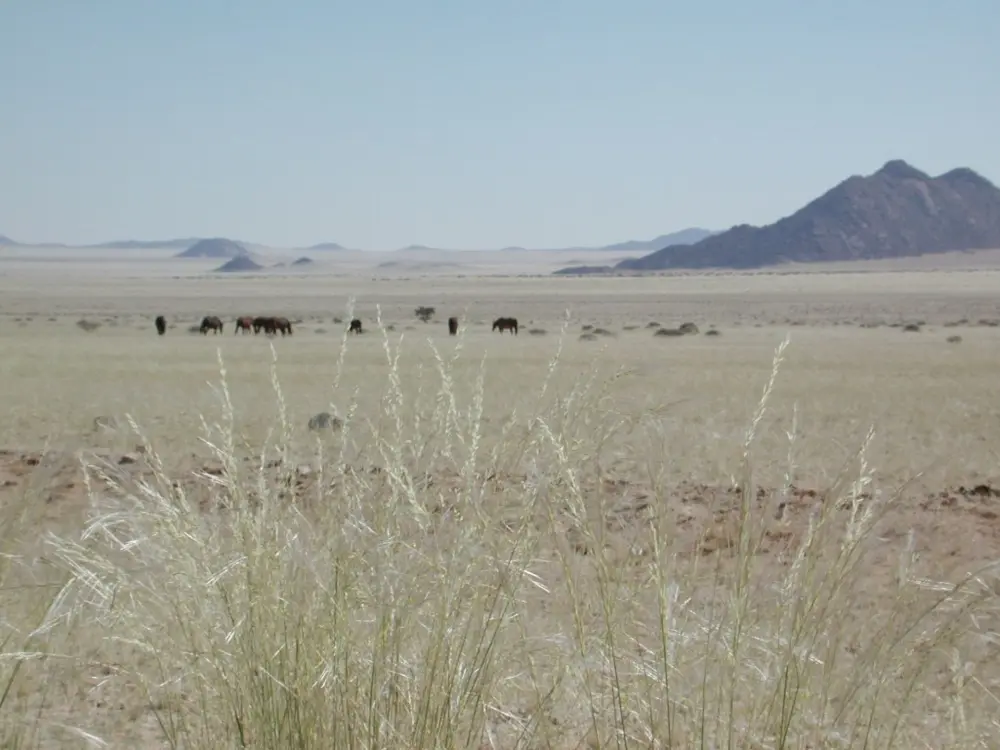 Namibian Landscapes