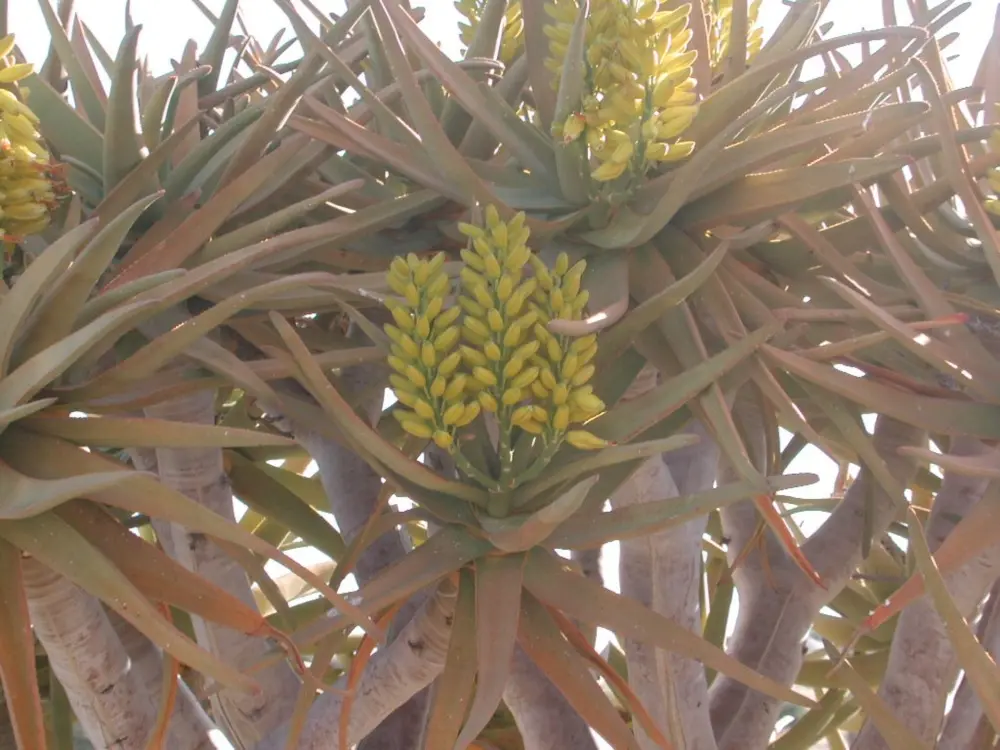 Namibian Landscapes