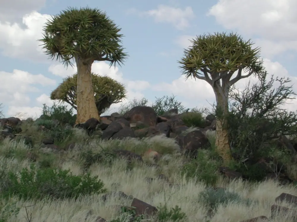 Namibian Landscapes