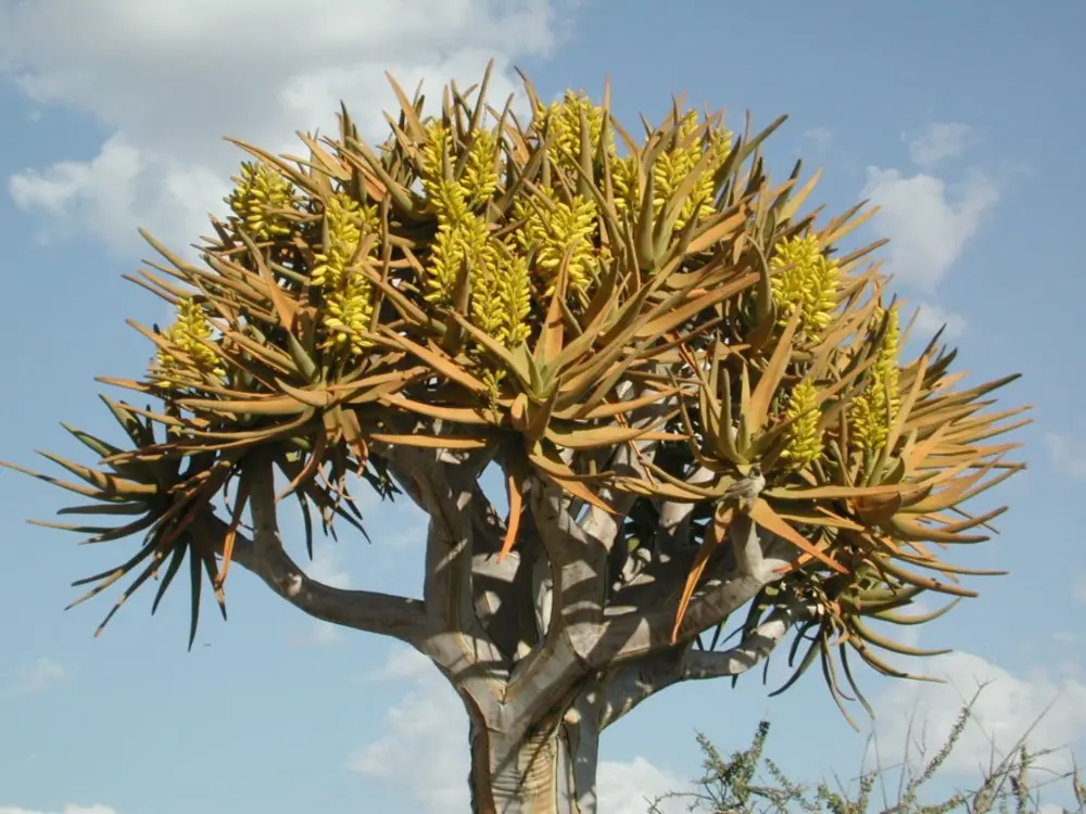 Namibian Landscapes