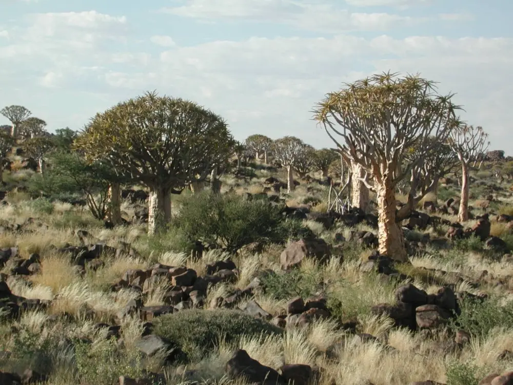 Namibian Landscapes