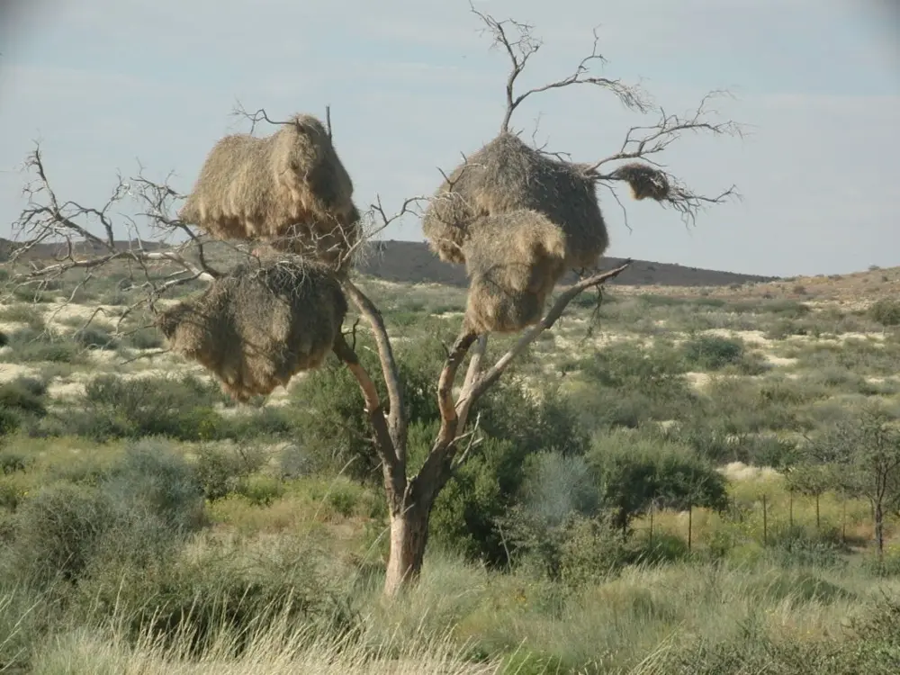 Namibian Landscapes