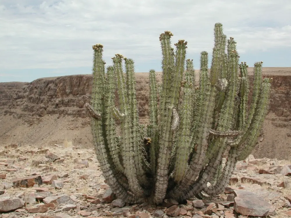 Namibian Landscapes