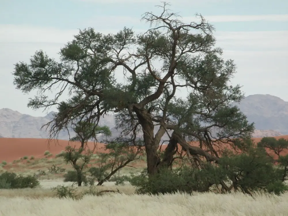Namibian Landscapes