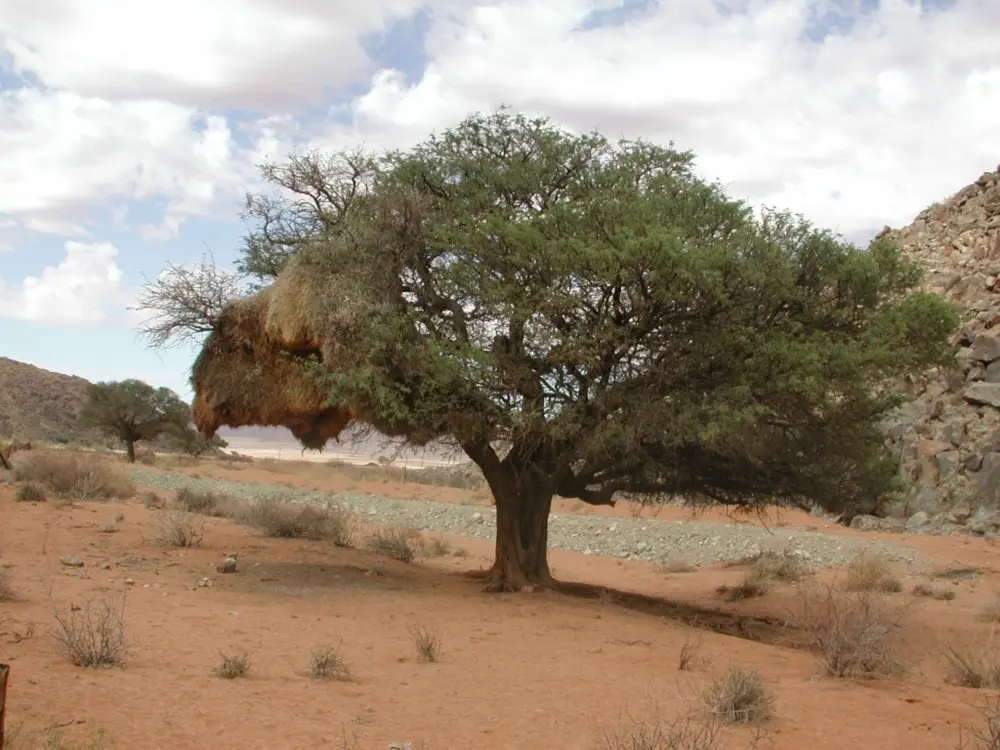 Namibian Landscapes