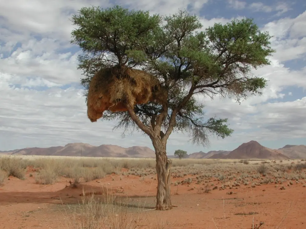 Namibian Landscapes