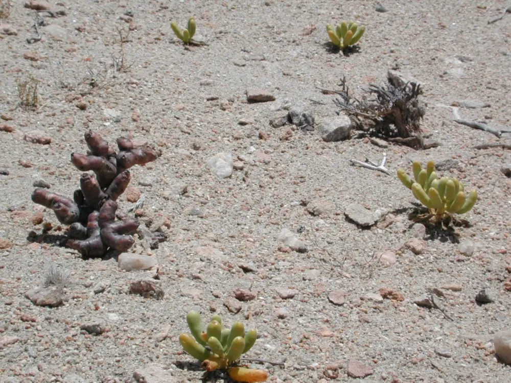 Namibian Landscapes