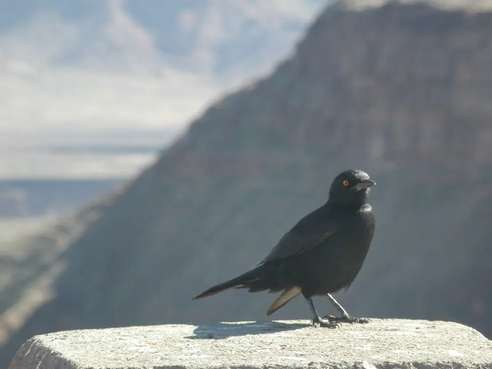 Namibian Landscapes
