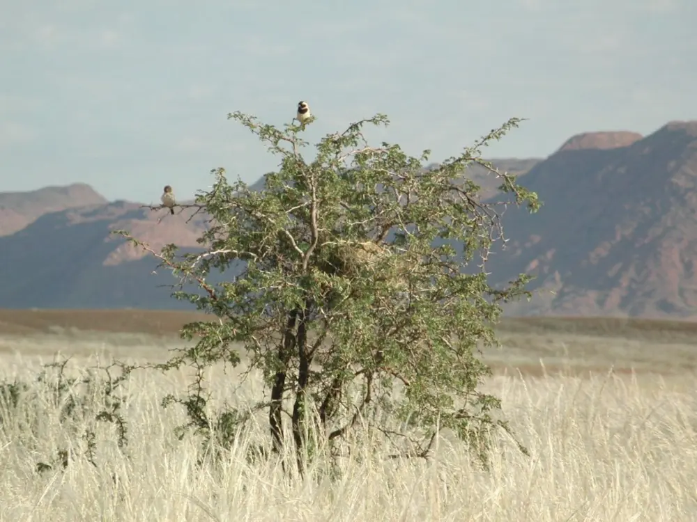Namibian Landscapes
