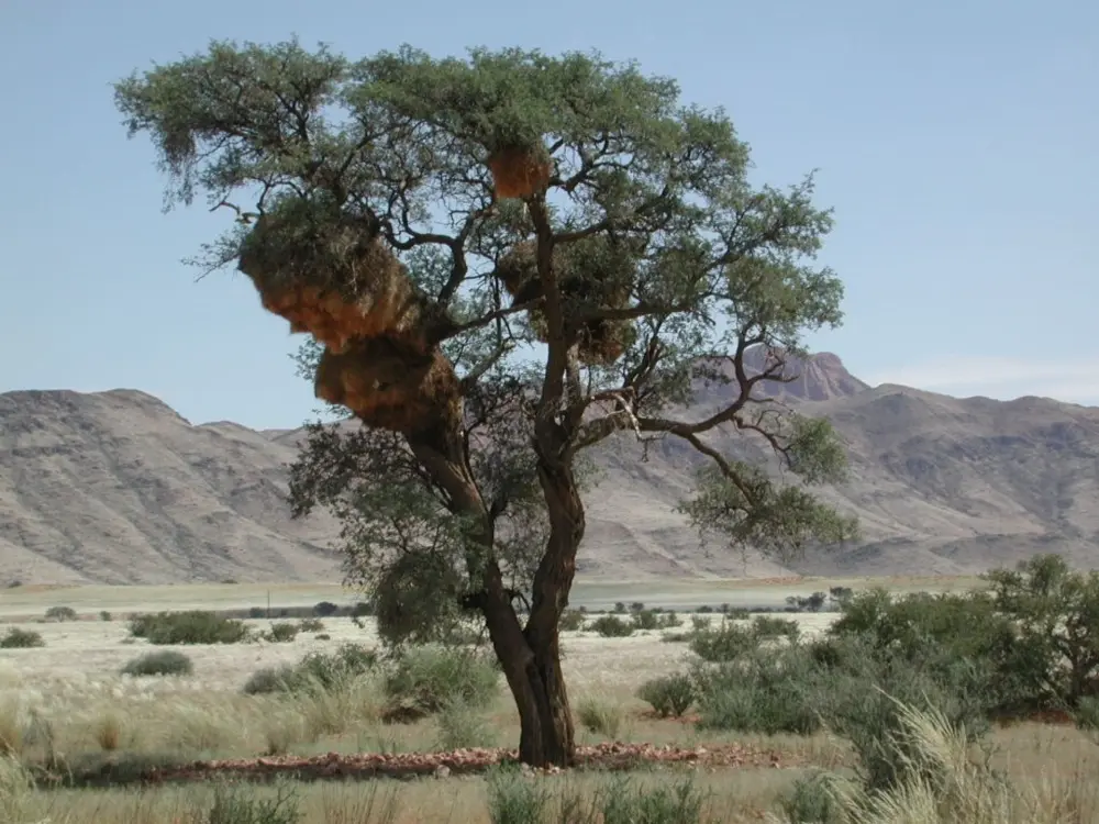 Namibian Landscapes